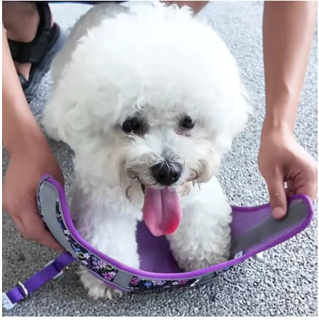 harnais pour petit chien enfile harnais violet