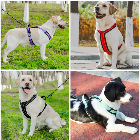 harnais pour petit chien quatre couleur