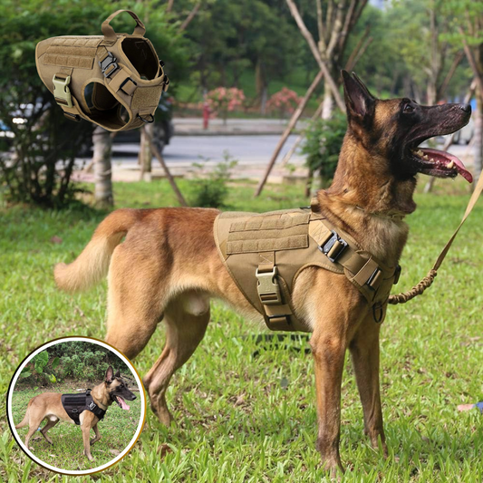 harnais tactique militaire chien malinois