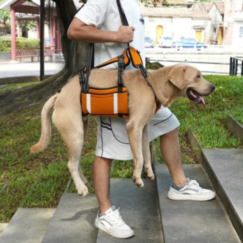 Homme porte chien grâce harnais levage chien