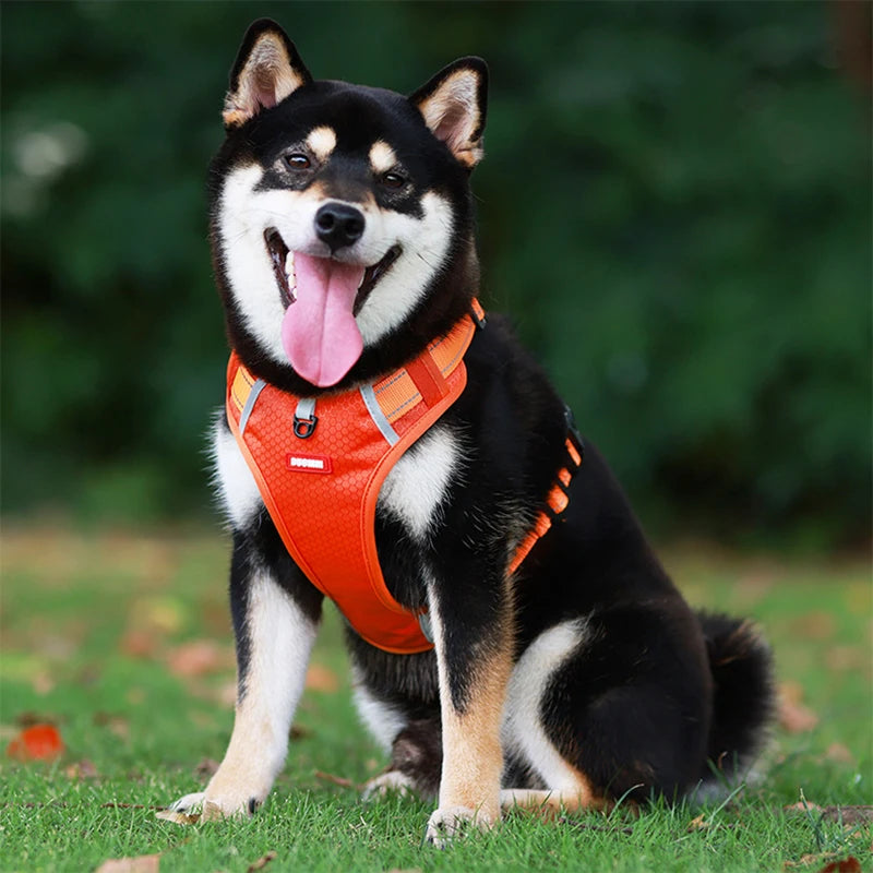 Husky assis harnais pour chien orange