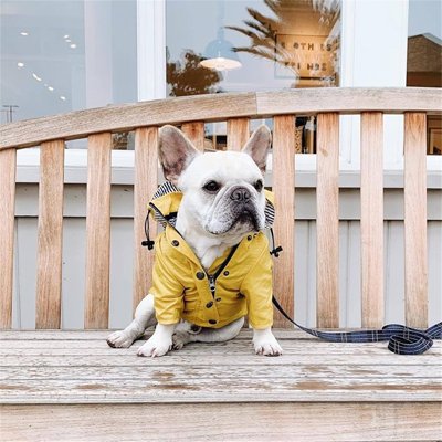 imerméable pour chien chien assis banc