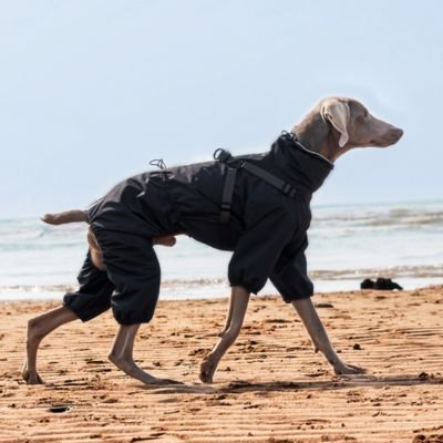 Imperméable pour chien​ confortable gris foncé