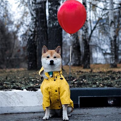 impermeable pour chien assis ballon