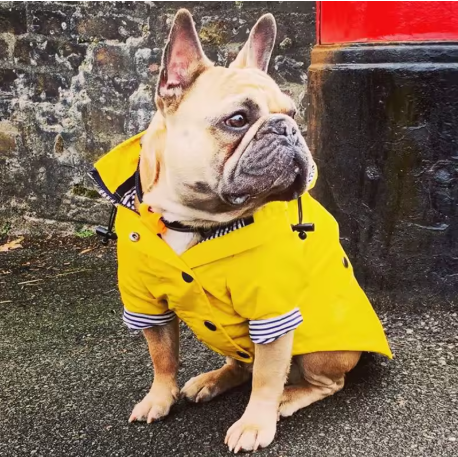 impermeable pour chien assis devant mur pierre