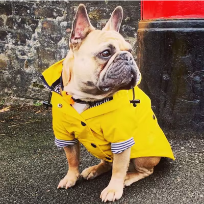impermeable pour chien assis devant mur pierre