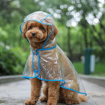 Imperméable pour chien capuche bleu sous pluie