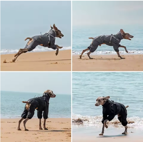 Imperméable pour chien confortable résistant