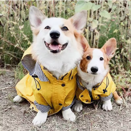 impermeable pour chien deux chiens assis
