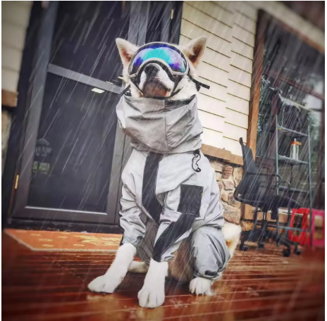 Imperméable pour chien ergonomique isolant