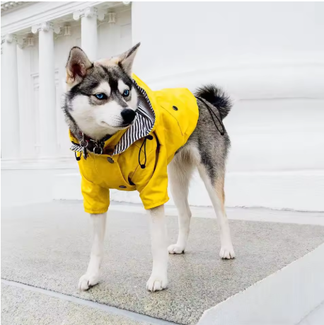 impermeable pour chien husky debout terrasse