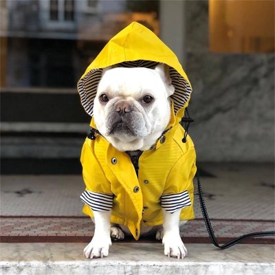 impermeable pour chien regarde passant
