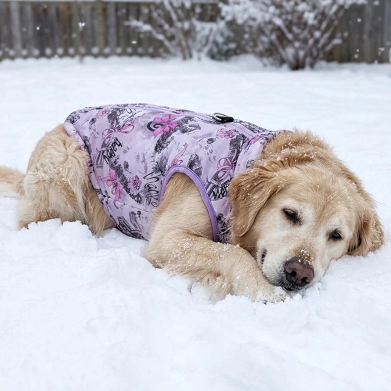 Labrador couché neige avec Manteau pour Chien