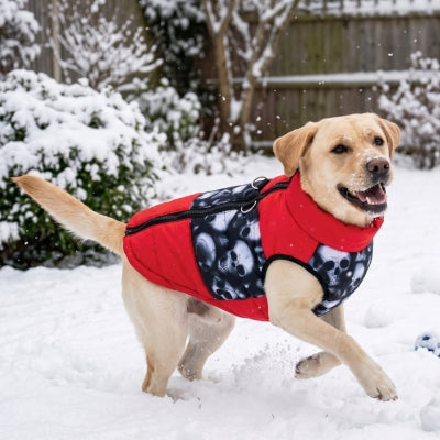 Labrador cour neige jardin manteau pour chien