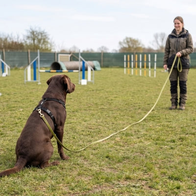 Labrador travail le rappel longe pour chien