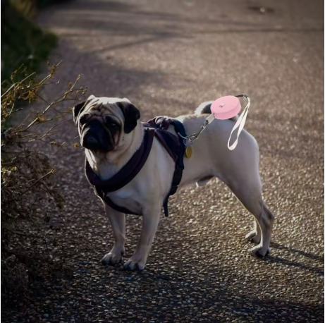 laisse a enrouleur pour chien bouledogue