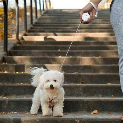 laisse a enrouleur pour chien descend marches