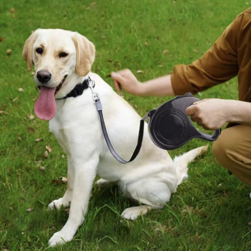 laisse a enrouleur pour chien labrador assis