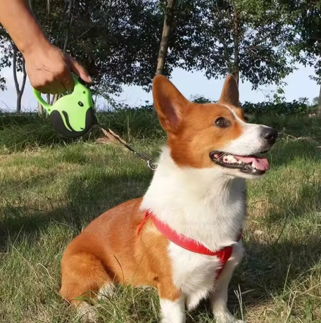 laisse a enrouleur pour chien petit chien