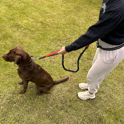 laisse canicross chien assis laisse poignee rouge