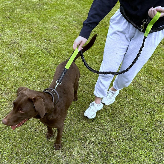laisse canicross chien debout laisse poignee verte fluo