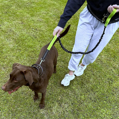 laisse canicross chien debout laisse poignee verte fluo