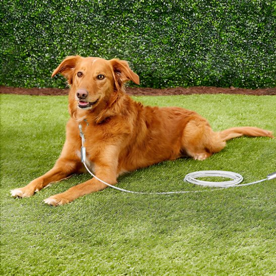 Laisse d'arrimage pour chien spécial gros chien