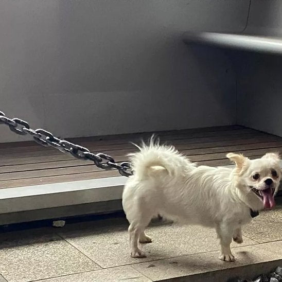 Laisse de chien confortable et légère