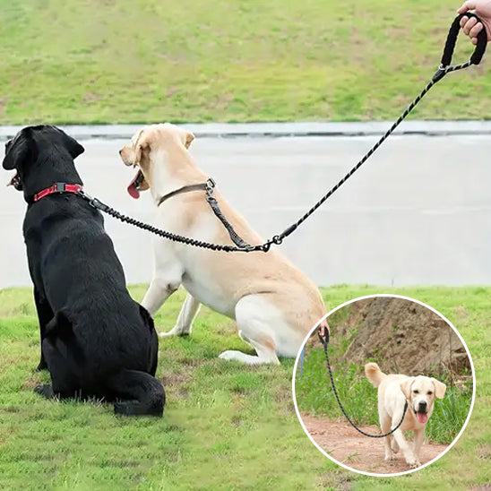 laisse double pour chien assis bord route