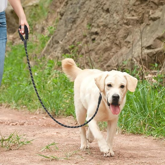 Laisse double pour chien noir chien en promenade