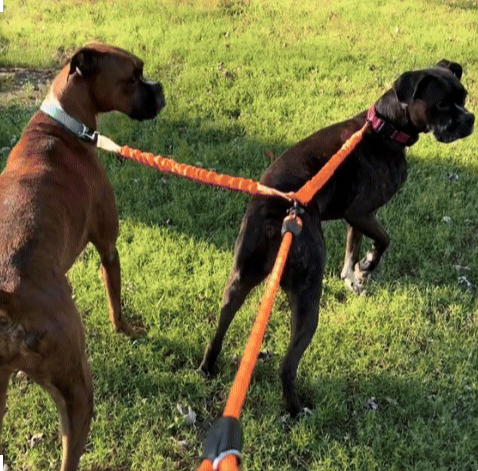 laisse double pour chien orange