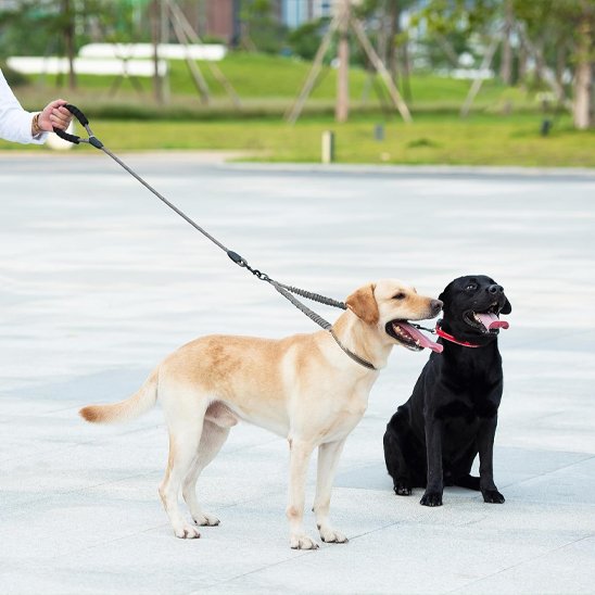 Laisse double pour chien sur parvis 