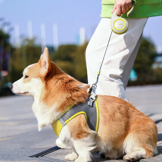 Laisse enrouleur pour chien / FreePaws™