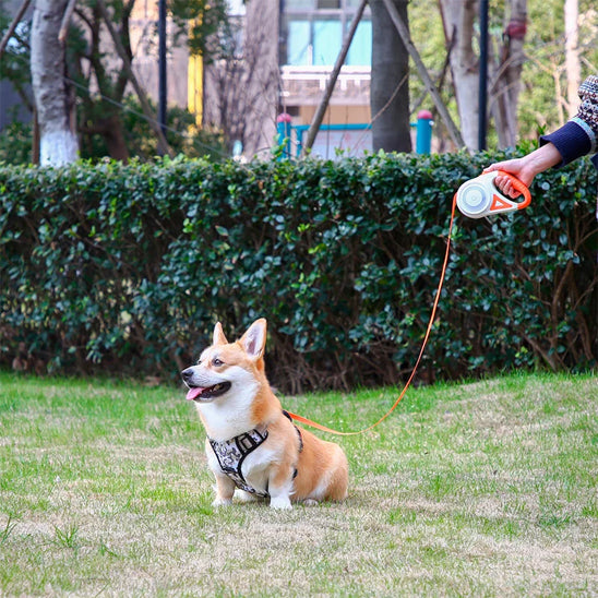 laisse enrouleur pour chien orange