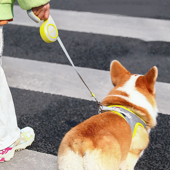 Laisse enrouleur pour chien / FreePaws™