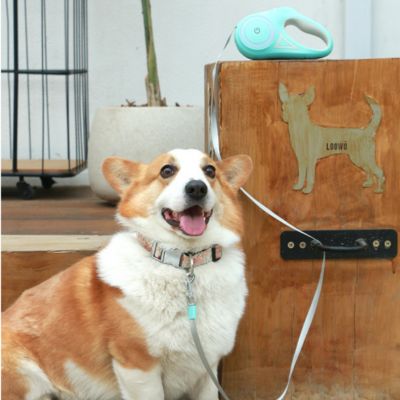 laisse enrouleur pour chien vert