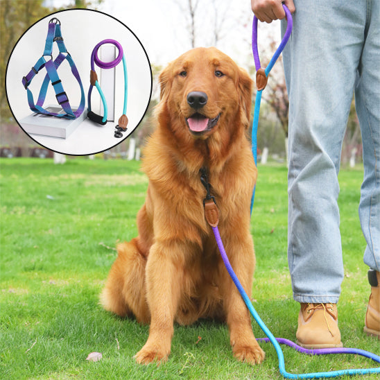 laisse harnais pour chien