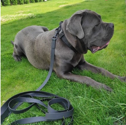 laisse pour chien allonger pelouse