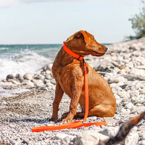 Laisse pour chien / ControlFlex™