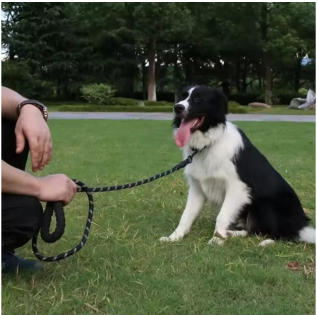 laisse pour chien assis parc