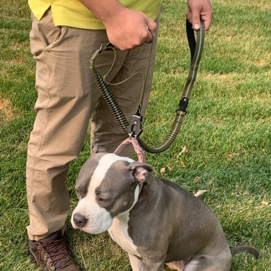 laisse pour chien assis pied maitre