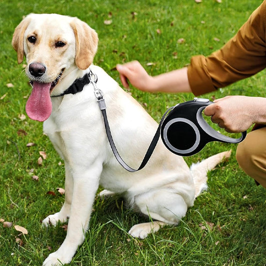laisse pour chien assis