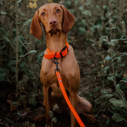 Laisse pour chien avec mousqueton à 360°