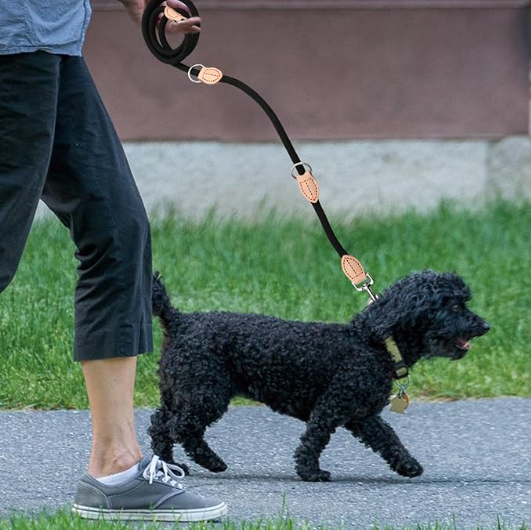 laisse pour chien balade