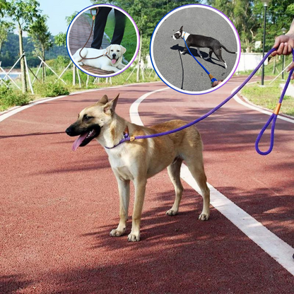 Laisse pour chien bleu marron