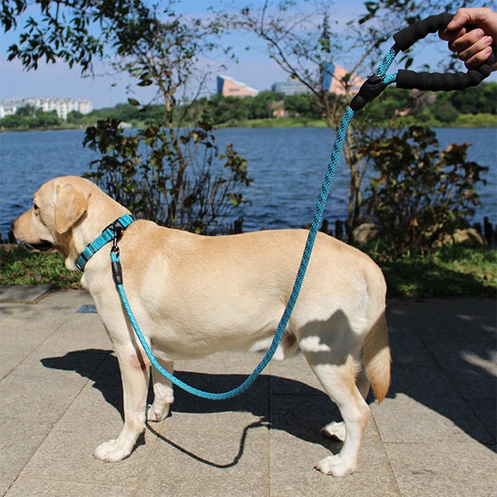 laisse pour chien bleu