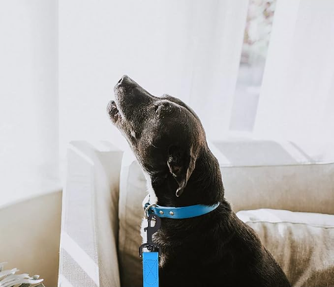 laisse pour chien bleu 