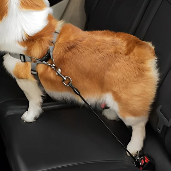 Laisse pour chien ceinture voiture solide
