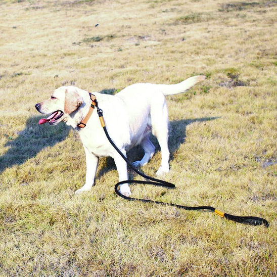 laisse pour chien champ