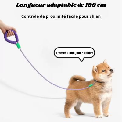 laisse pour chien couleur mauve poignee violet